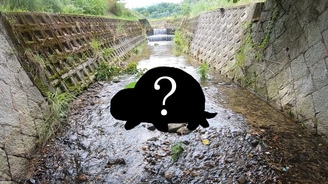 巨大外来種 ライギョを捕獲してきた 琵琶湖ガサガサ探検記37 Youtube