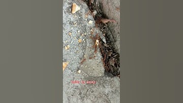 Unity is power and that indicates from ant also we human need to learn this #unity #power #levelup