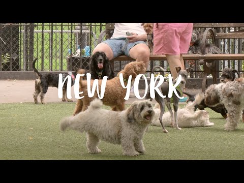 Living in New York VLOG / Friends Broadway Musical, New Yorker Dogs, Coffee, Foster Kittens