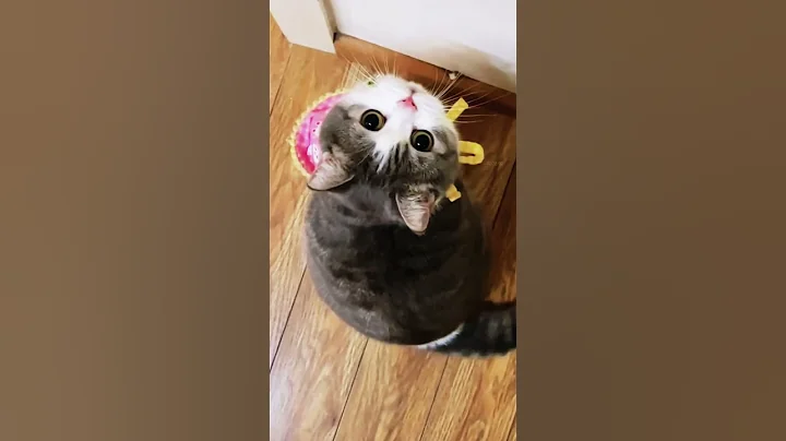 Watch the video about #cat #cats #catlover #memes #pets #explore #pet #funny #comedy #catlover #comedy