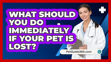 What Should You Do Immediately If Your Pet Is Lost? - PetGuide360.com
