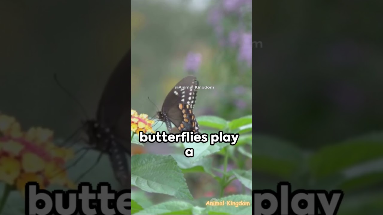 Butterflies: Nature's Colorful Miracles in Flight