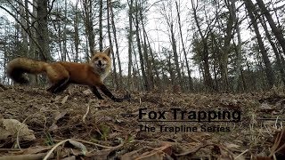 Trapline Series: Fox Trapping