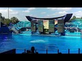 Sea World VIP Tour (An Exclusive Look Behind The Scenes At Sea World Orlando!)