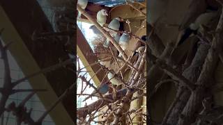 Silver Java Sparrows - padda birds - in mix bird aviary #birds #bird #nature #animals #pets