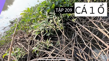 Tập 209 - Câu Cá Rô Đồng Dưới Sông Nước Cạn Giật Thấy Mê