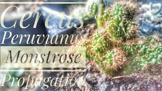 How To Propagate Cereus Peruvianus Monstrose Cactus From Cutting