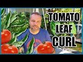 TOMATO LEAF CURL - 3 Causes and What to Do When Your Tomato Leaves are Curling Up.