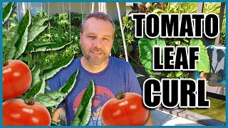 TOMATO LEAF CURL  3 Causes and What to Do When Your Tomato Leaves are Curling Up.