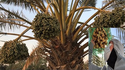 DATES||PALM TREE || HOW TO BEAR FRUITS #harvestingdates