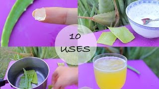 10 ways I use Aloe Vera!  Love this stuff!!