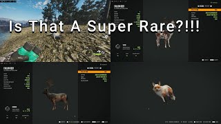 Did I just find a SUPER RARE!!! +more fallow trophies!!