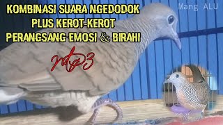 Perangsang Emosi dan Birahi _ Kombinasi Suara Ngedodok Plus Kerot Kerot  MP3