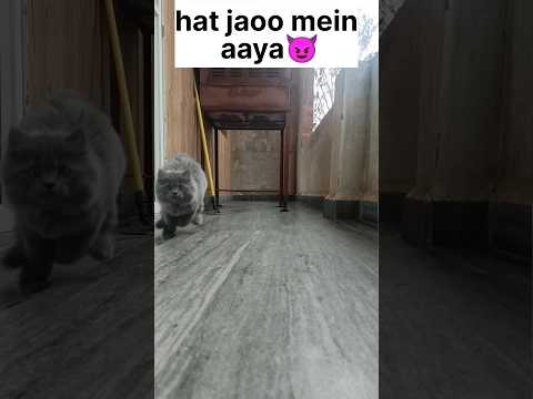 Agya Cat: Lebih dari Sekadar Cat, Sebuah Perjalanan Menuju Warna yang Sempurna