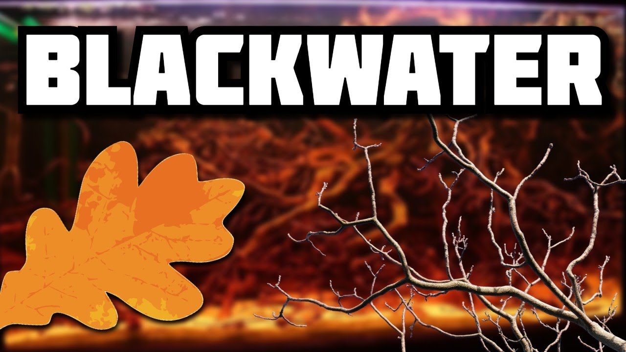 [TUTO] Faire un aquarium blackwater