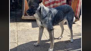 Markus Kathi Und Das Rudel - Tierschutz - Hundegruppe