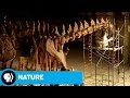Engagement and Tone in Videos