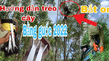 Guốc trèo cây dụng cụ hỗ trợ trèo cây  - ong dế bắc giang 0961125182