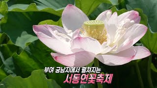 ‘부여 서동연꽃축제’ 부여의 대표 여름 축제★