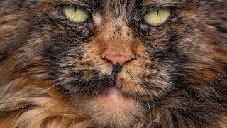 Fujifilm GFX 100 II | Maine Coon cats portraits by Felis Gallery by Robert Sijka 15,460 views 7 months ago 3 minutes, 17 seconds