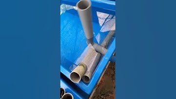 sinh sản cá thần tiên- trứng cá thần tiên. egg angelfish.