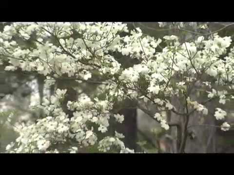 Legend Of The Dogwood Tree You Legend Of The Dogwood Tree