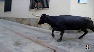 EXHIBICIÓN DE GANADO VACUNO Fiestas Mayores de Alcorisa 14 09 2012 [RESUBIDO]