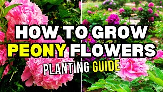 Master the Art of Growing and Caring for Peonies | Peony Info and Care by When You Garden 280 views 12 days ago 6 minutes, 23 seconds
