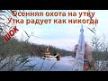 Осенняя ОХОТА на утку. УТКА радует как никогда