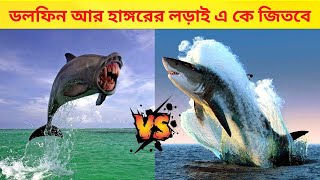 Dolphin Vs Shark || ডলফিন আর হাঙ্গরের লড়াই এ কে জিতবে? by Wild Extra 536 views 1 year ago 8 minutes, 40 seconds