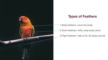 Birds Class 3 ICSE Science lesson