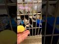 Gato huérfano de mama fue Adoptado#cat#cats#catvideos#catshorts#catlovers#shortvideo#short#viral#dog
