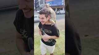 Playful Monkeys Frolic Around People