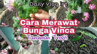 Cara Menanam Dan Merawat Bunga Vinca| Daily Vlog Irt