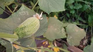 شكل ثمرة الخيار اذا زرع بدون اى اسمدة او كماويات