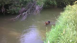 CALEB catches FISH with HIS TAIL^))))))😎👍🐕‍🦺✨