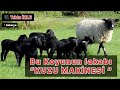 Bu koyunun lakabı ''KUZU MAKİNESi'' (Romanov)