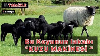 Bu koyunun lakabı ''KUZU MAKİNESi'' (Romanov)