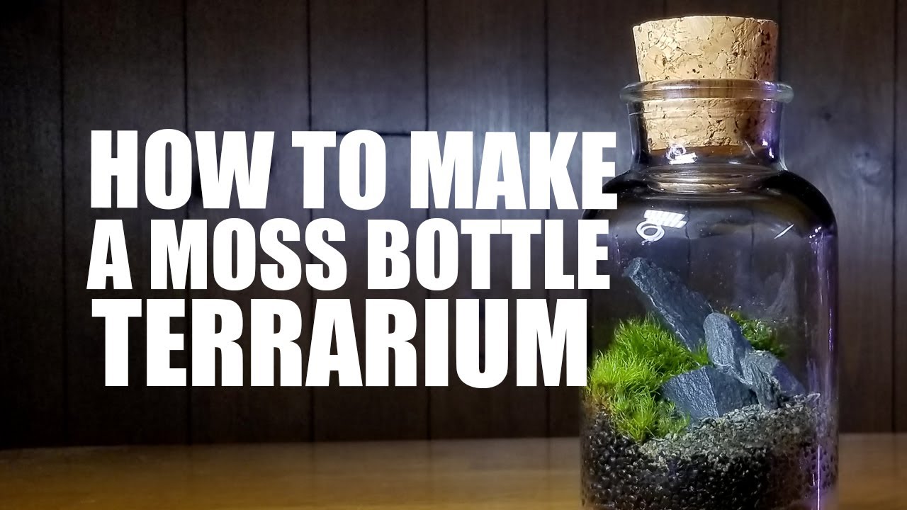 How to make a Moss Bottle Terrarium YouTube