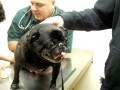 Over reacting pug to nail clipping