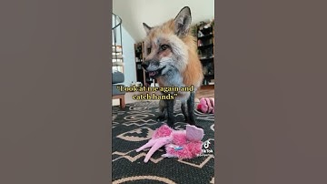 Thumbnail of what does the fox say