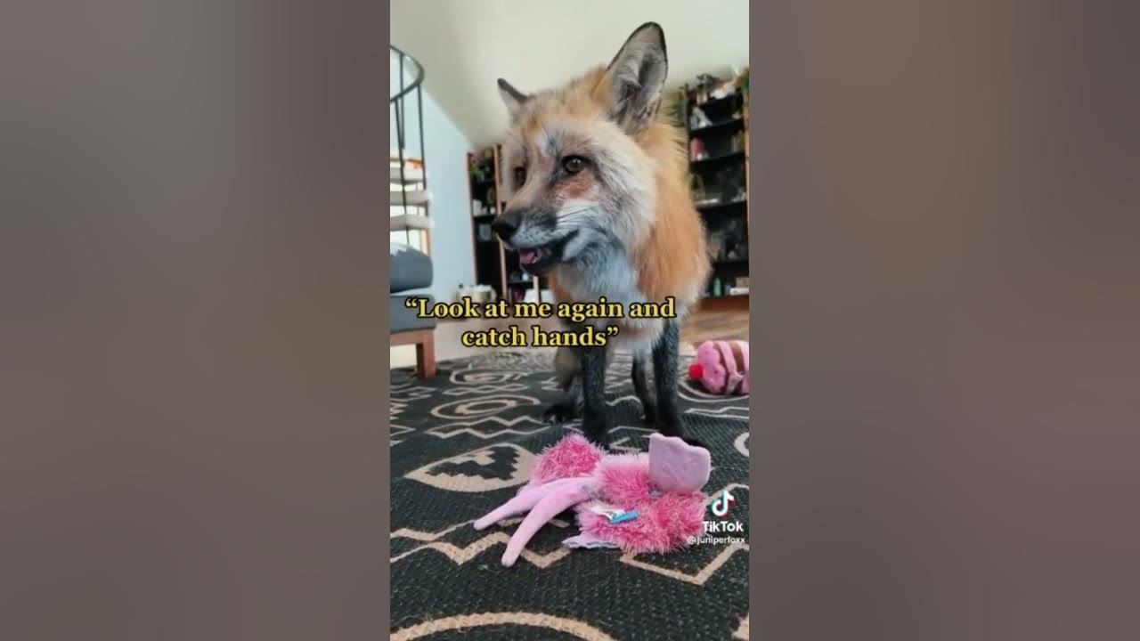 what does the fox say