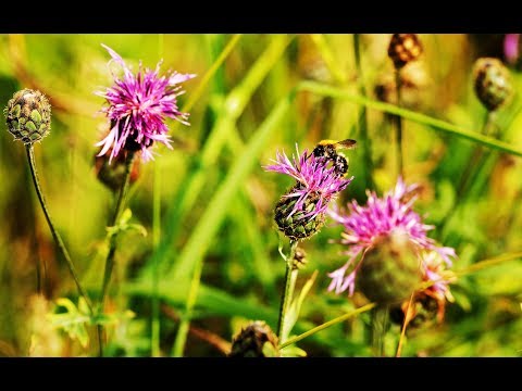 Sin las abejas morirá la mitad de las plantas de la Tierra - UNAM Global