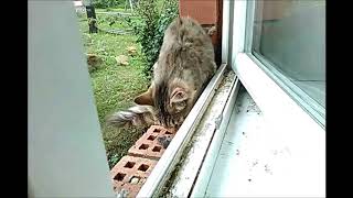 Кошка мейн-кун съела мышь Кошка мейн-кун съела мышь