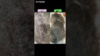 2년간 낫지 않던 고양이 피부병! 라파엘에서 극복😻 #고양이피부병 #고양이탈모 #고양이털빠짐 #인천동물병원 #송도동물병원 #강아지슬개골 #강아지십자인대 #인천외과전문동물병원