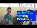 ದಾವಣಗೆರೆಯ ಗಿರ್ ತುಪ್ಪ ವಿದೇಶದತ್ತ✈️-ಗಿರ್ ಹಸು ಸಾಕಾಣಿಕೆ Gir Cow Farming