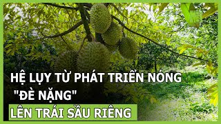 Hệ lụy từ phát triển nóng "đè nặng" lên trái sầu riêng | VTC16