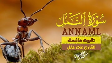 تلاوة خاشعة سورة النمل بصوت خاشع يريح القلب علاء عقل|ANNAMLBY ALAA AQEL