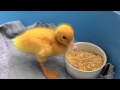 Small duck