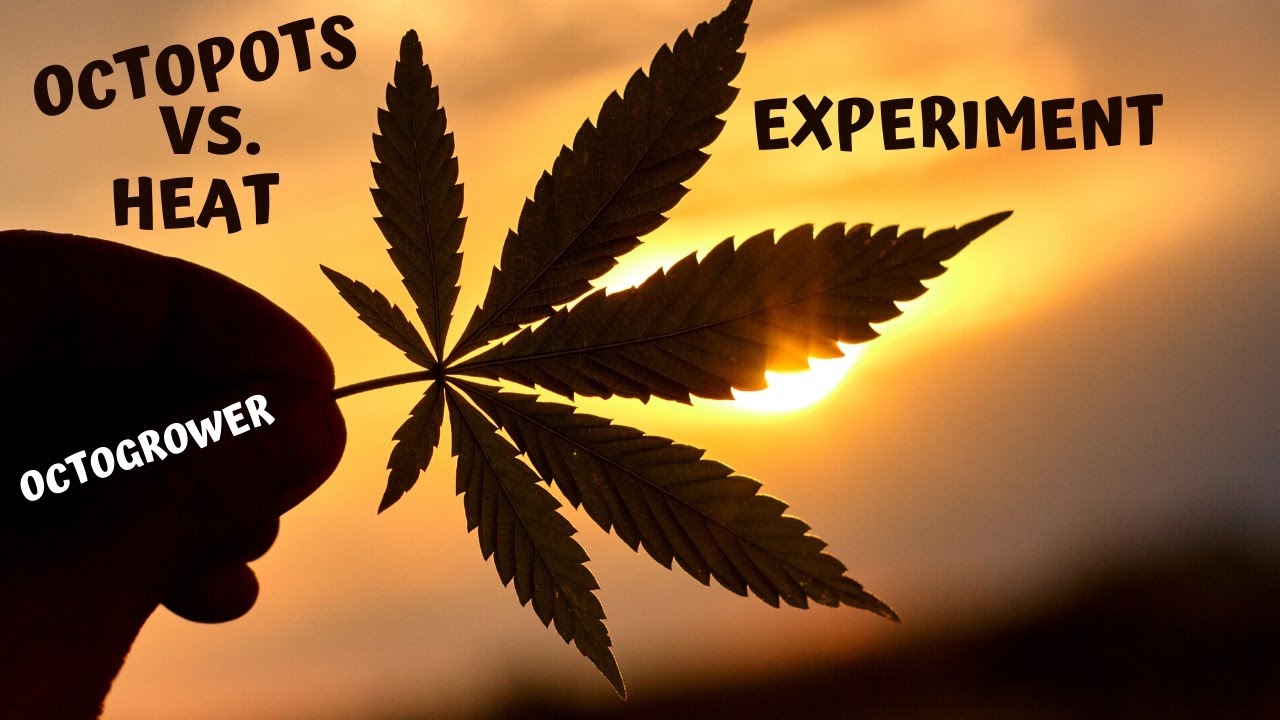 Summer Heat Octopots Experiment | Octogrower